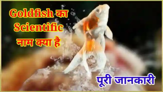 Uploaded to: Goldfish Ka Scientific Naam Kya Hai