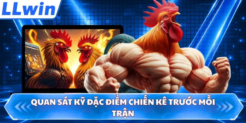 Quan sát kỹ đặc điểm chiến kê trước mỗi trận